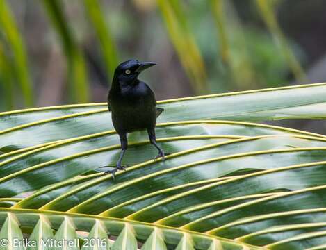 Image of Carib Grackle