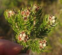 Image of Phylica axillaris var. axillaris