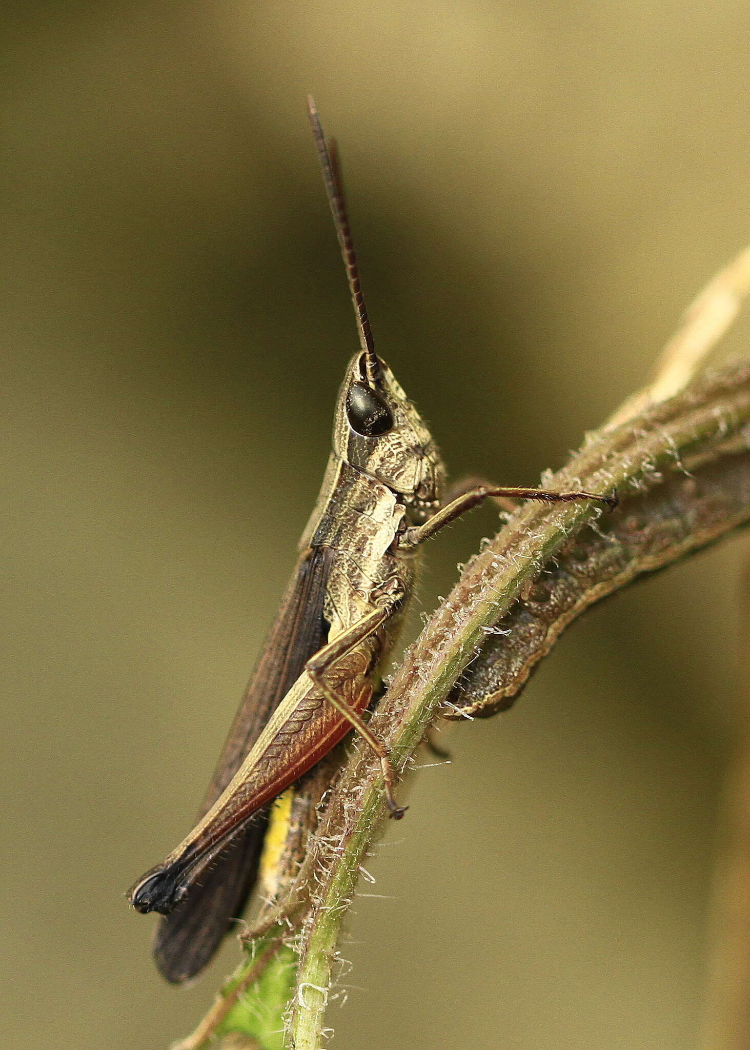 Image of Phlaeoba fumosa (Serville 1838)