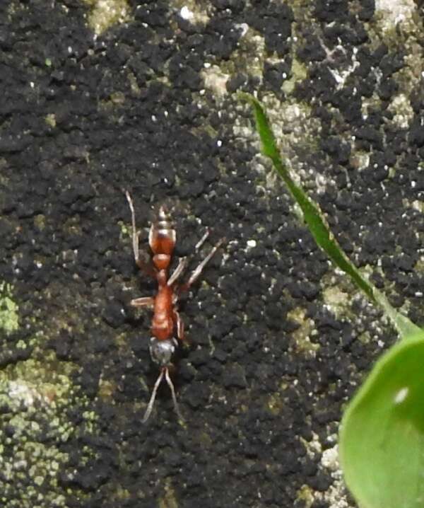 Image of Pseudomyrmex termitarius (Smith 1855)