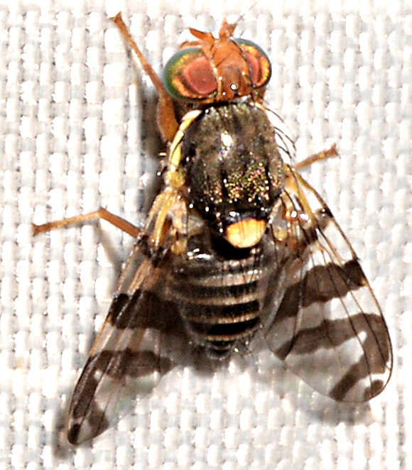 Image of cherry fruit fly