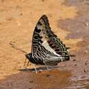 Charaxes castor flavifasciatus Butler 1895的圖片