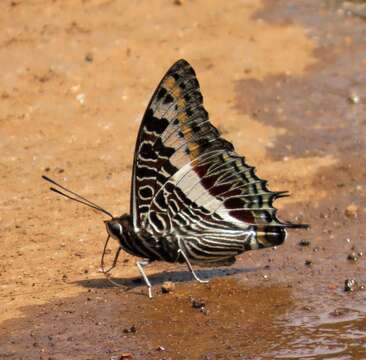 Image of Charaxes castor flavifasciatus Butler 1895