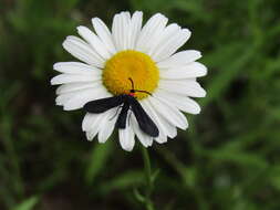 Image of Grapeleaf Skeletonizer