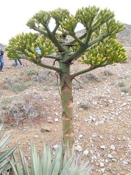 Sivun Agave sebastiana Greene kuva