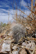 Image of Echinocereus canus