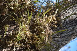 Image of Tampa butterfly orchid