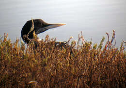 Image of White-billed Diver