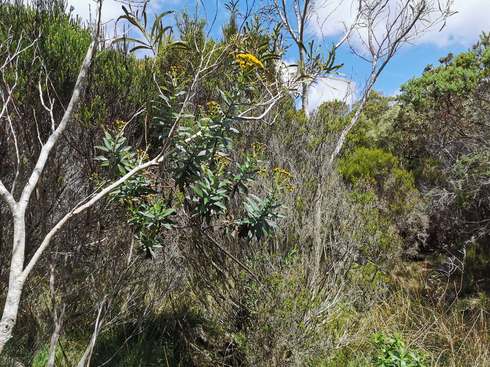 Image of Faujasia salicifolia (Pers.) C. Jeffrey