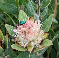 Image of Protea heckmanniana subsp. heckmanniana