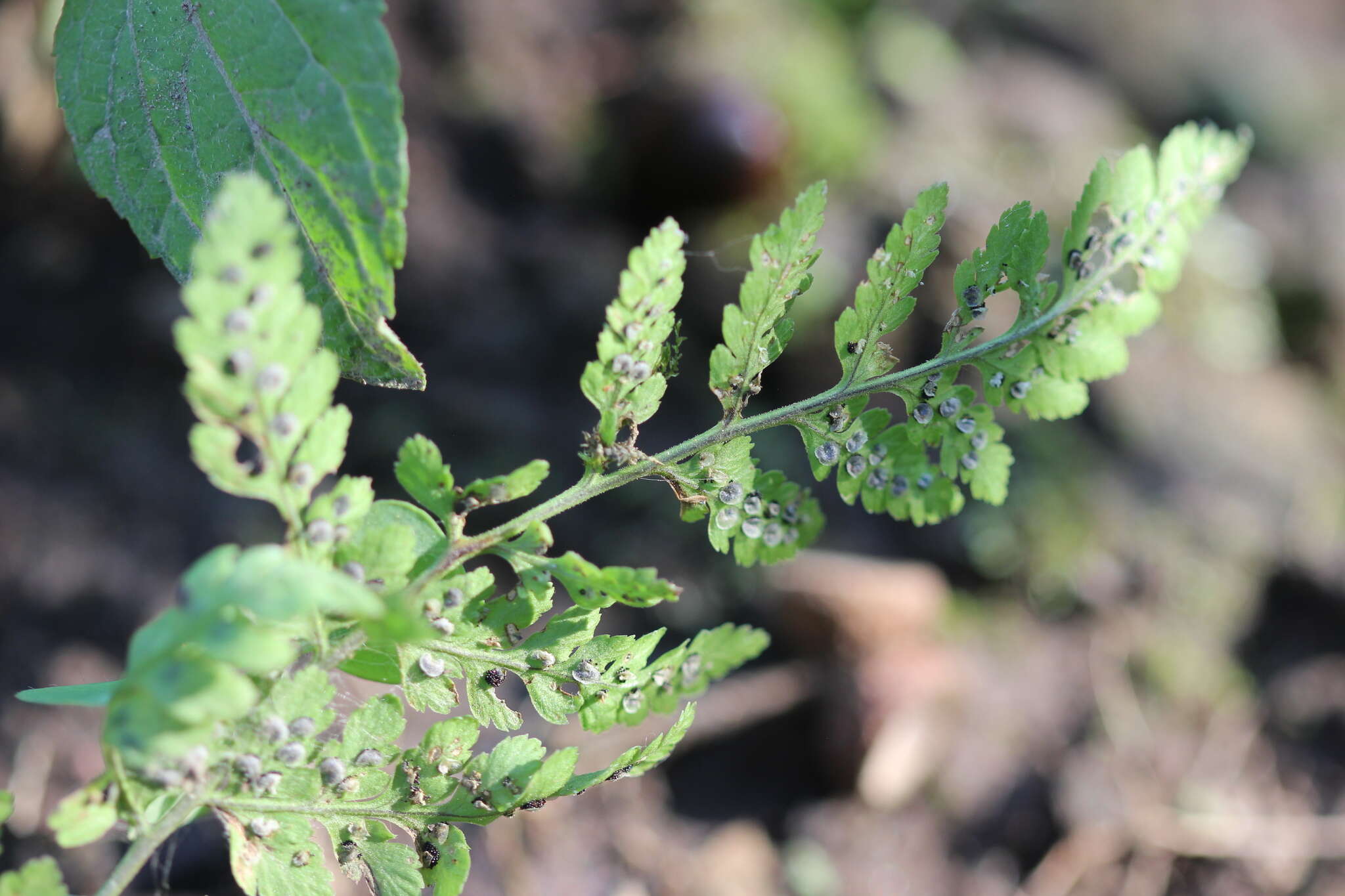 Image of cinnamon woodfern