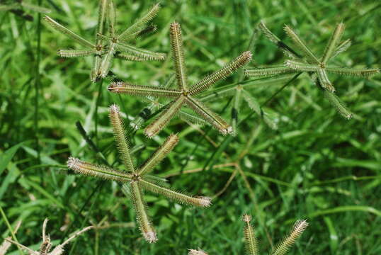 Image of Durban crowfoot grass