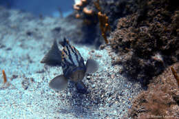 Epinephelus costae (Steindachner 1878)的圖片