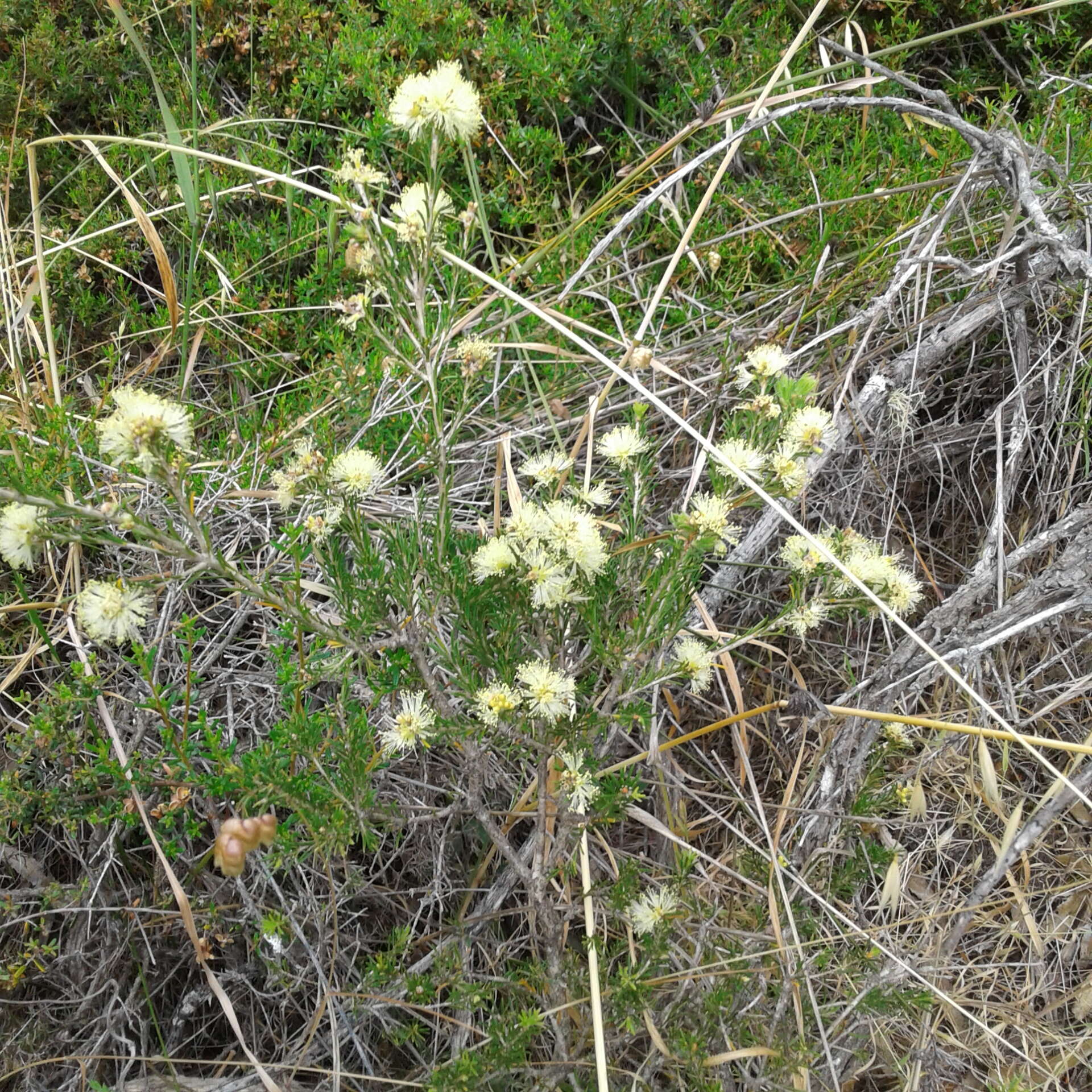 Image of Melaleuca systena L. A. Craven