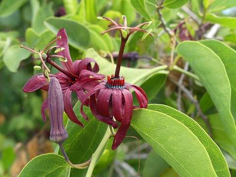 Passiflora cupraea L.的圖片