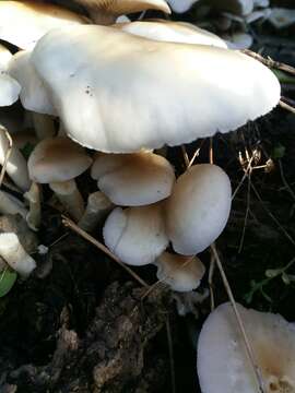 Cyclocybe aegerita (V. Brig.) Vizzini 2014 resmi