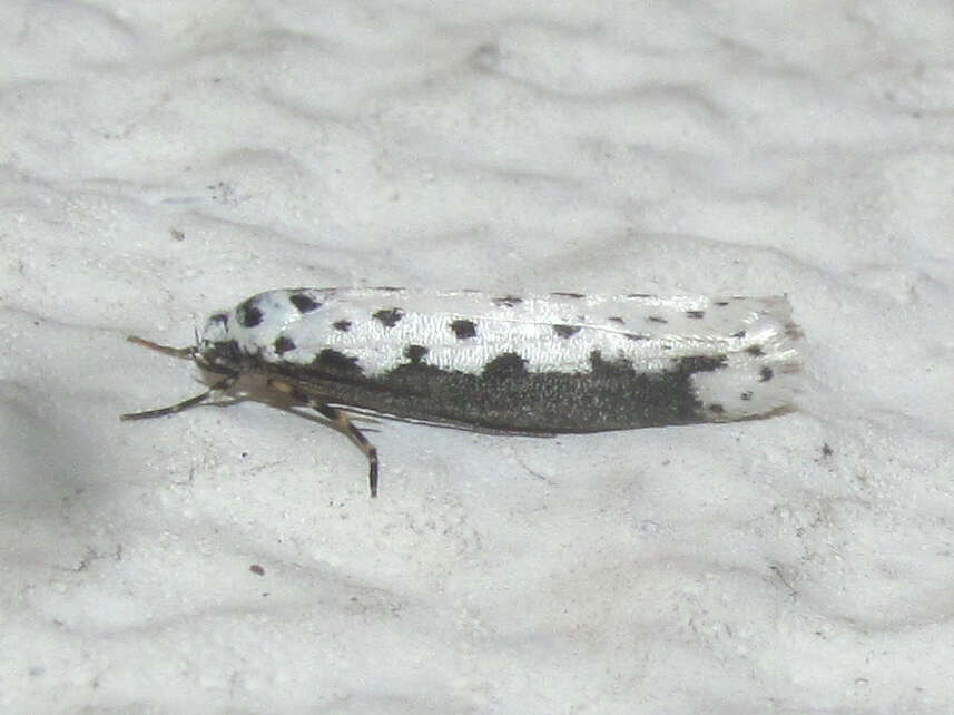 Image of Ethmia hagenella Chambers 1878