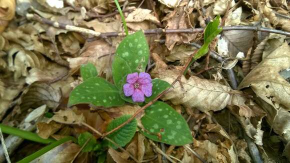 Plancia ëd Pulmonaria officinalis L.