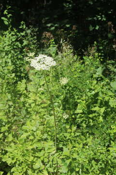 Image of Angelica cincta H. Boiss.