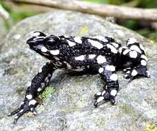 Image of Atelopus arsyecue Rueda-Almonacid 1994