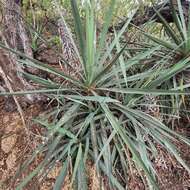 Image of Yucca capensis L. W. Lenz