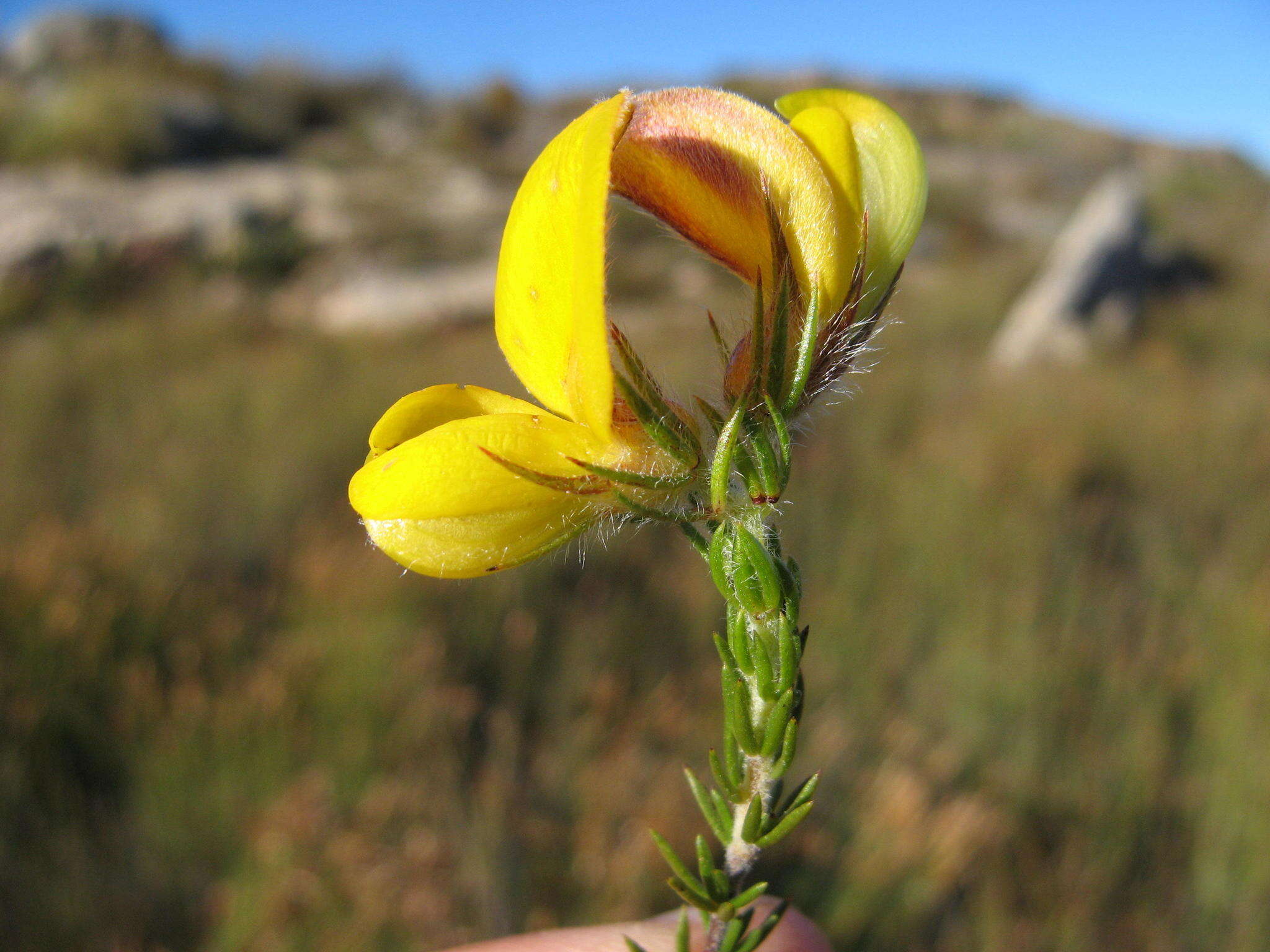 Image of Aspalathus galeata E. Mey.