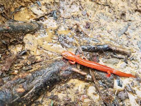 Image of Spring Salamander