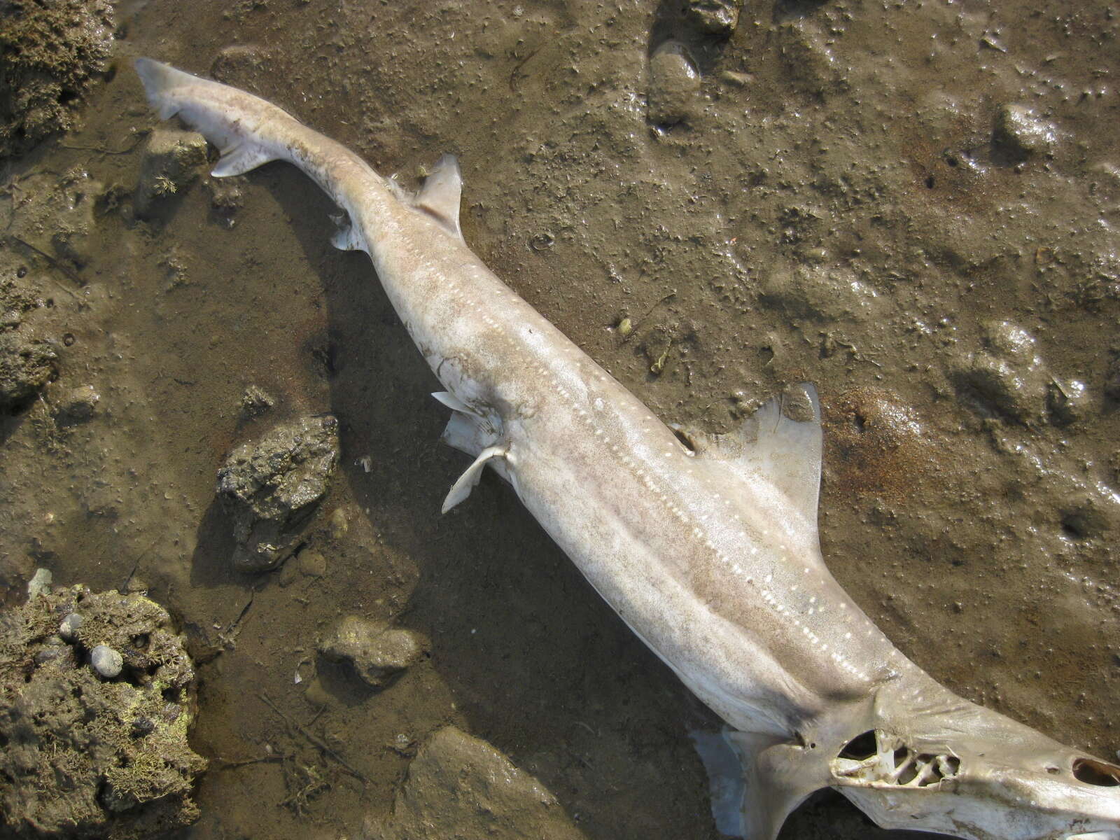 Image of Gummy Shark