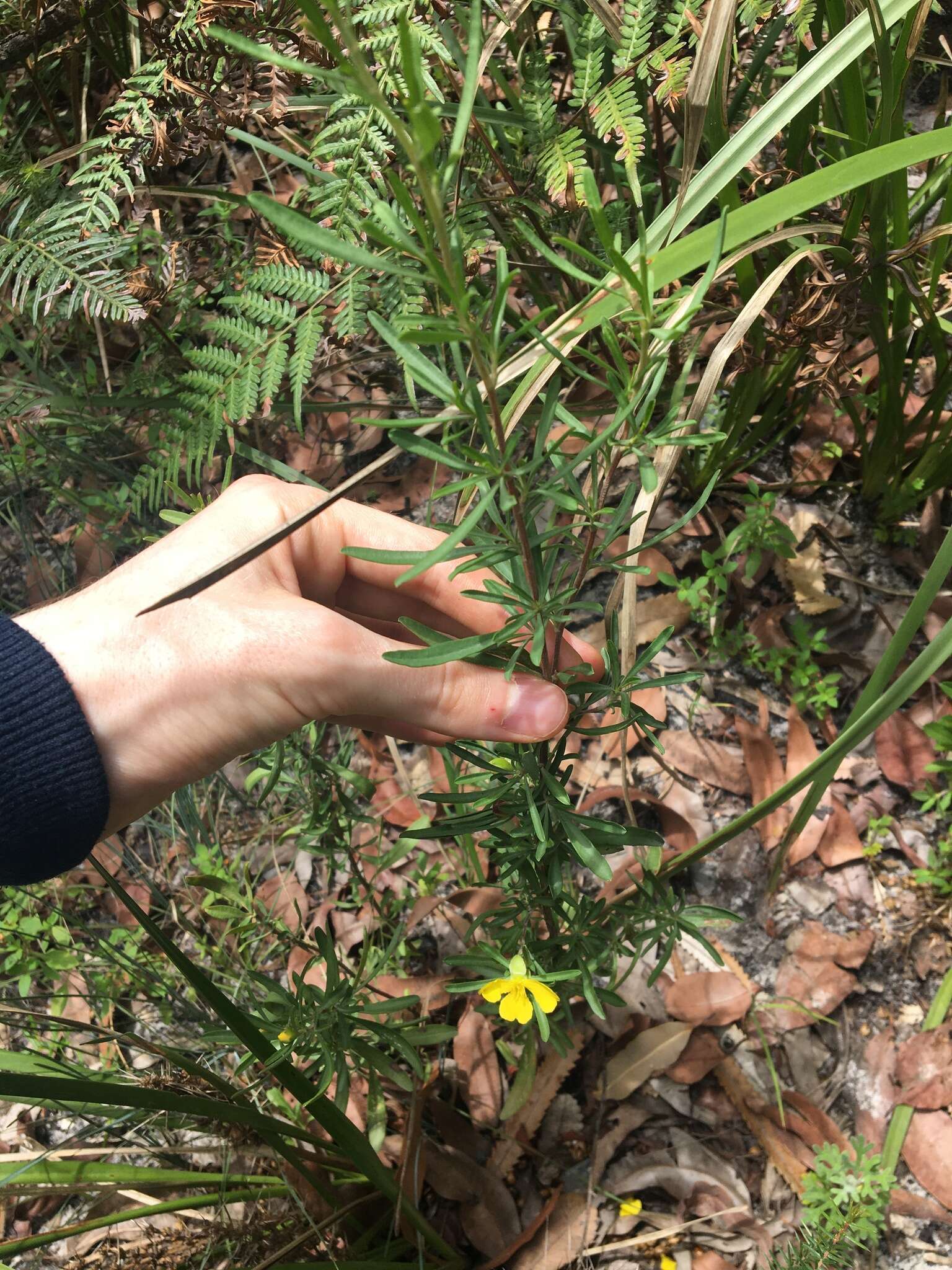 Image of Hibbertia linearis R. Br. ex DC.