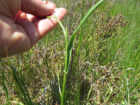 Image of Italian Rye Grass