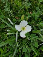 Слика од Oenothera acaulis Cav.