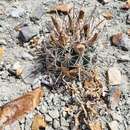 Image of Uinta Basin Hookless Cactus