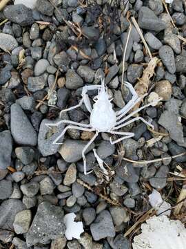 Image of graceful decorator crab