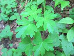 Image of Aquilegia buergeriana Sieb. & Zucc.