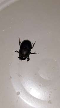 Image of Bull Headed Dung Beetle