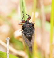 Image of Yoyetta spectabilis Emery, Emery & Popple 2019