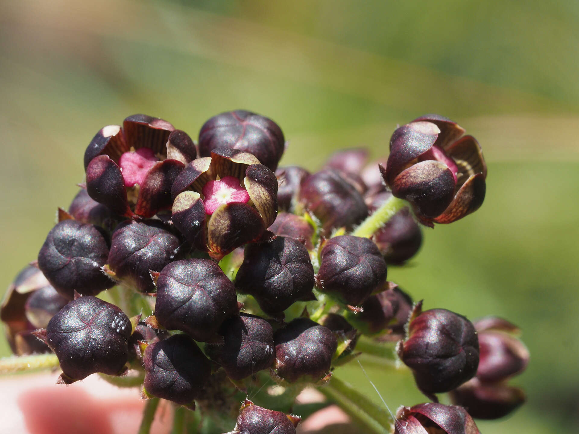 Image of Schizoglossum atropurpureum subsp. atropurpureum