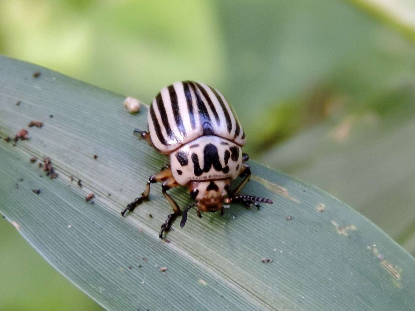 Image of Colorado potato beetle