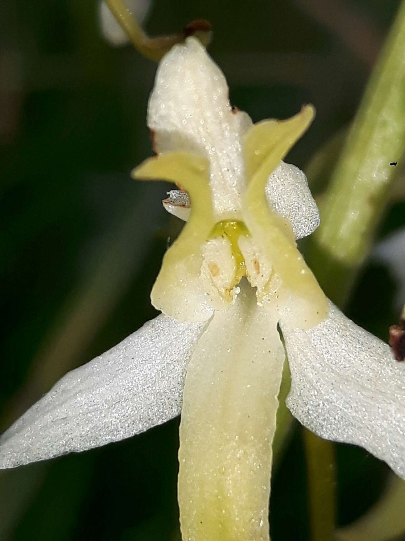 Image of lesser butterfly-orchid