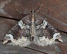 Image of Northwestern Phoenix Moth