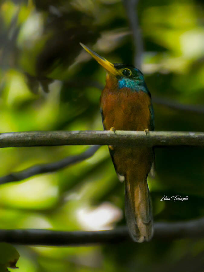 Image of Blue-cheeked Jacamar