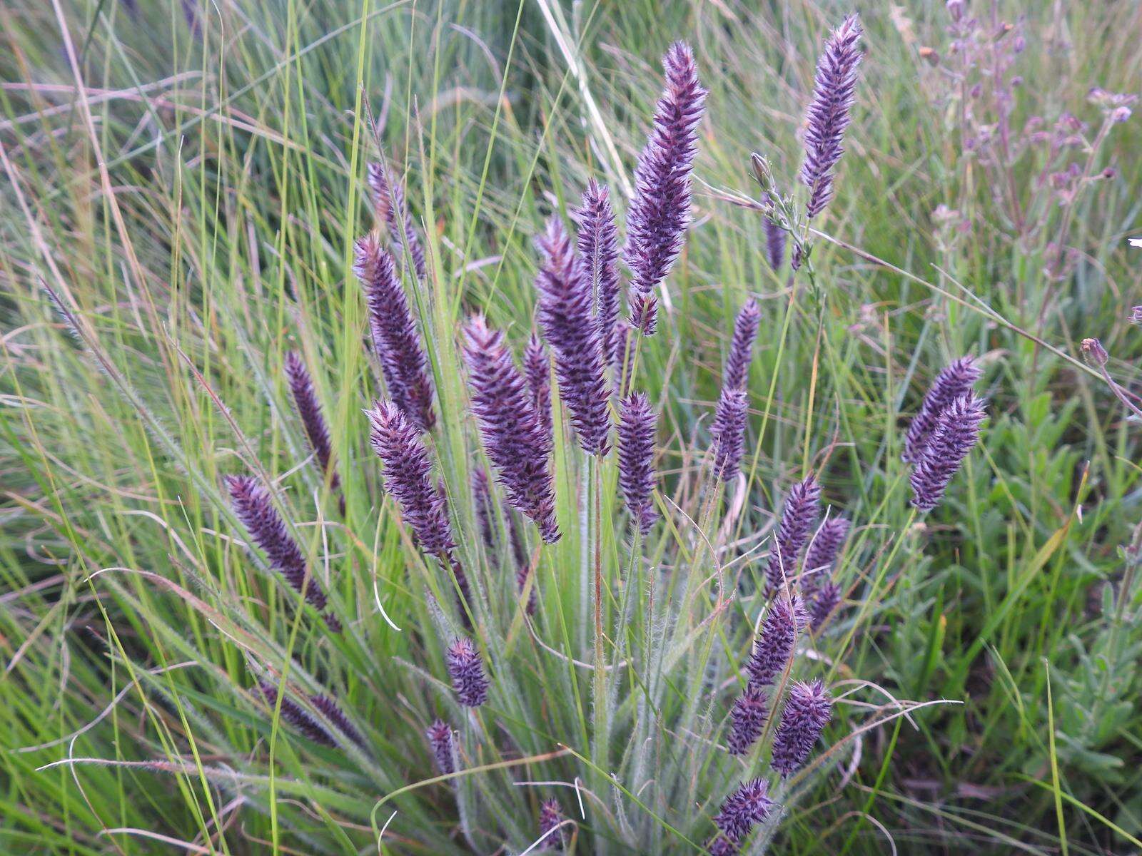 Image of Pongwa grass