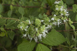 Image of Origanum vulgare subsp. viridulum (Martrin-Donos) Nyman