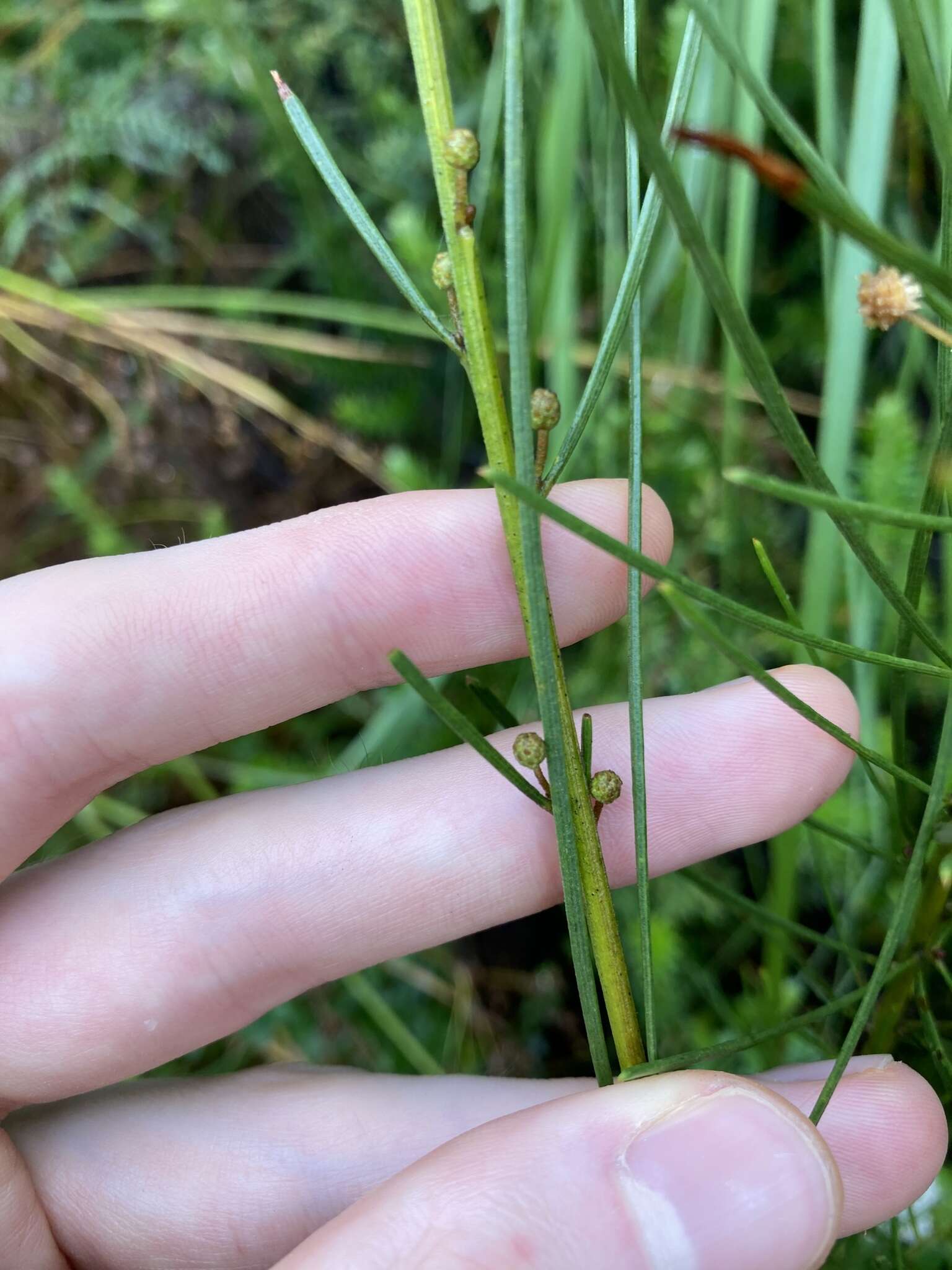 Image of Acacia ptychoclada Maiden & Blakely