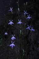 Imagem de Lobelia flexuosa subsp. intermedia (Hemsl.) Lammers