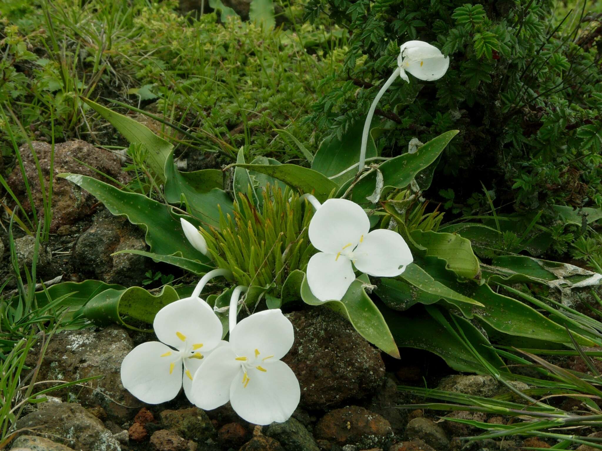 Image of Weldenia