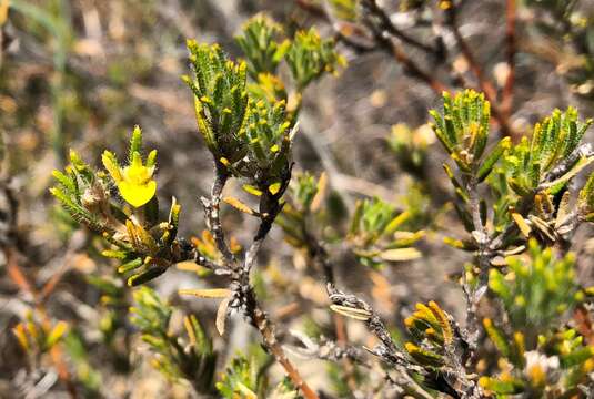 Plancia ëd Phyllota remota J. H. Willis