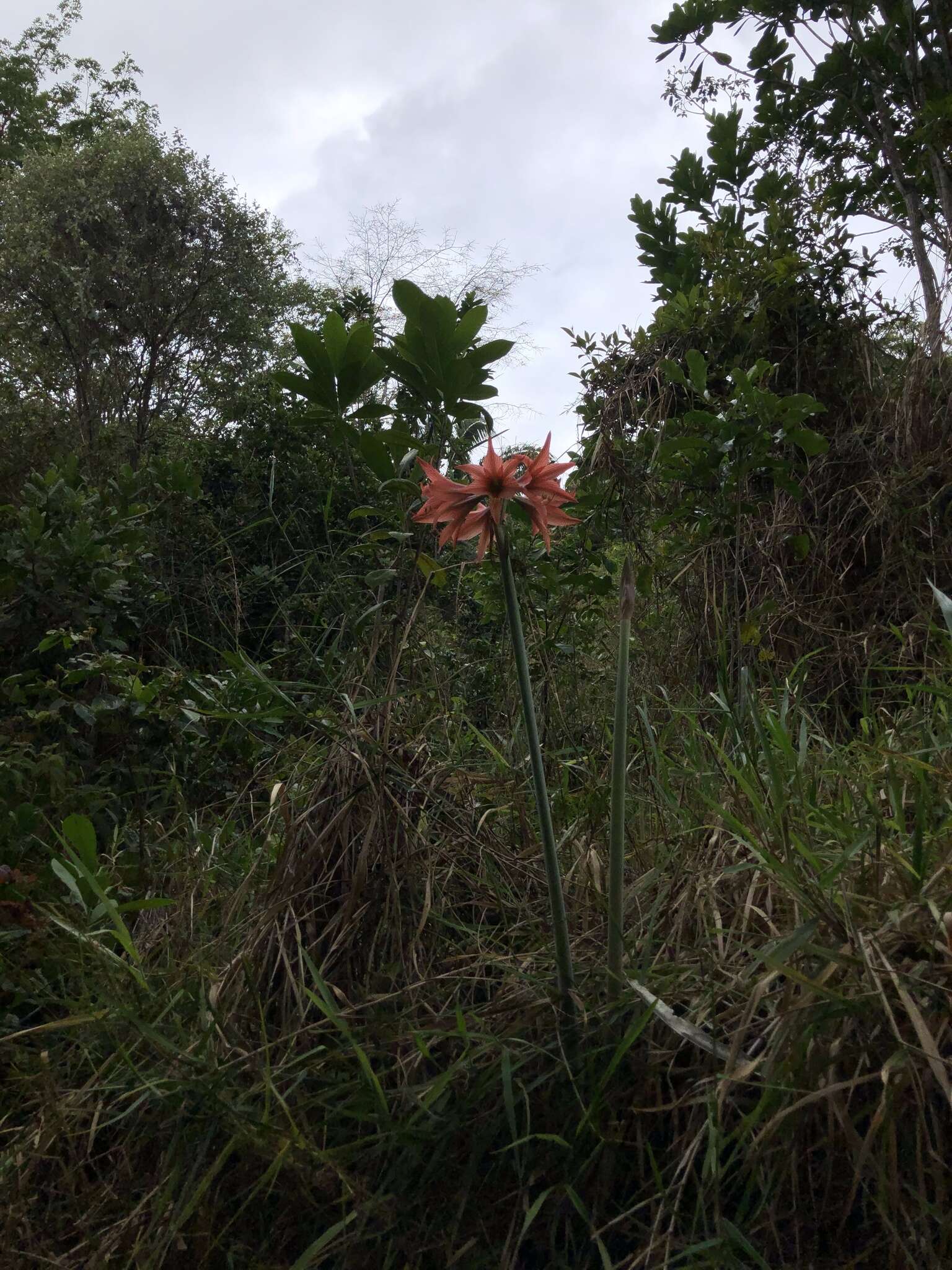 Слика од Hippeastrum stylosum Herb.