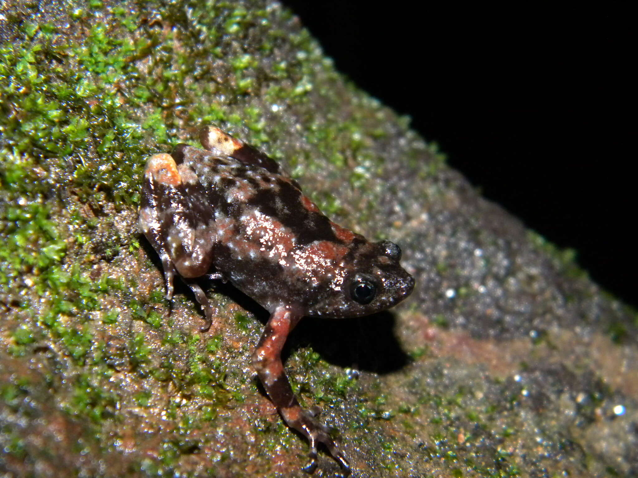 Image of Jerdon's narrow-mouthed frog