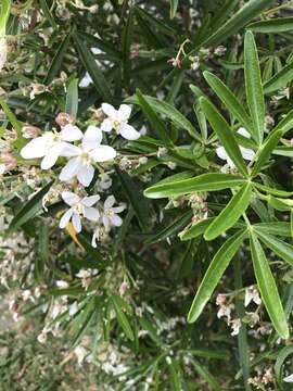 Image of <i>Choisya</i> × <i>dewitteana</i> Geerinck